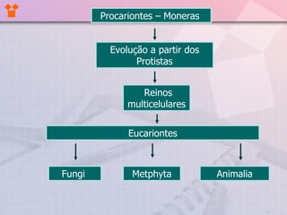Reinos multicelulares Fungi  Metphyta Evolução a partir dos Protistas Eucariontes Procariontes – Moneras   Animalia 