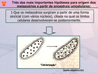 Três das mais importantes hipóteses para origem dos metazoários a partir de ancestrais unicelulares: 1-Que os metazoários surgiram a partir de uma forma sincicial (com vários núcleos), ciliada na qual os limites celulares desenvolveram-se posteriormente.  (www.objetivo.br)   