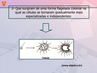 2- Que surgiram de uma forma flagelada colonial na qual as células se tornaram gradualmente mais especializadas e independentes: (www.objetivo.br)   