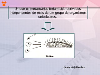 3- que os metazoários teriam sido derivados independentes de mais de um grupo de organismos unicelulares.  (www.objetivo.br)   