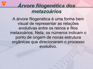 Árvore filogenética dos metazoários A árvore filogenética é uma forma bem visual de representar as relações evolutivas entre os reinos e filos metazoários. Nela, os números indicam o ponto de origem de novas estrutura orgânicas que direcionaram o processo evolutivo. 