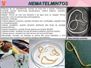 (www.bioloja.com/info)   NEMATELMINTOS 