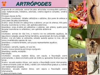 ARTRÓPODES (www.bioloja.com/info)   