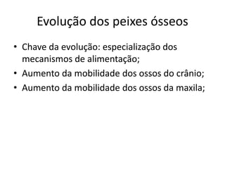 Evolução dos peixes ósseos
• Chave da evolução: especialização dos
mecanismos de alimentação;
• Aumento da mobilidade dos ossos do crânio;
• Aumento da mobilidade dos ossos da maxila;
 