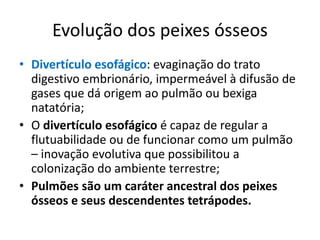 Evolução dos peixes ósseos
• Divertículo esofágico: evaginação do trato
digestivo embrionário, impermeável à difusão de
gases que dá origem ao pulmão ou bexiga
natatória;
• O divertículo esofágico é capaz de regular a
flutuabilidade ou de funcionar como um pulmão
– inovação evolutiva que possibilitou a
colonização do ambiente terrestre;
• Pulmões são um caráter ancestral dos peixes
ósseos e seus descendentes tetrápodes.
 