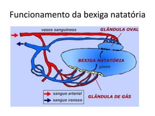 Funcionamento da bexiga natatória
 