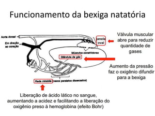 Funcionamento da bexiga natatória
 