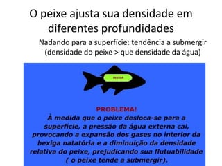 O peixe ajusta sua densidade em
diferentes profundidades
Nadando para a superfície: tendência a submergir
(densidade do peixe > que densidade da água)
 
