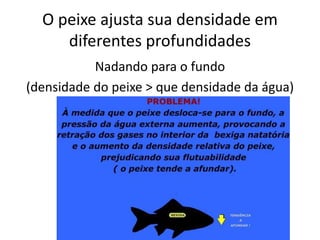 O peixe ajusta sua densidade em
diferentes profundidades
Nadando para o fundo
(densidade do peixe > que densidade da água)
 
