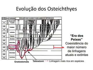 Evolução dos Osteichthyes
 