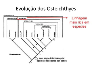 Evolução dos Osteichthyes
 