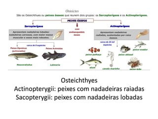 Osteichthyes
Actinopterygii: peixes com nadadeiras raiadas
Sacopterygii: peixes com nadadeiras lobadas
 