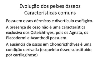 Evolução dos peixes ósseos
Características comuns
Possuem ossos dérmicos e divertículo esofágico.
A presença de osso não é uma característica
exclusiva dos Osteichthyes, pois os Agnata, os
Placodermi e Acanthodi possuem.
A ausência de ossos em Chondricththyes é uma
condição derivada (esqueleto ósseo substituído
por cartilaginoso)
 