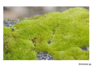 Grimmia sp. 
 