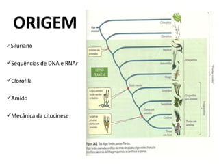ORIGEM 
 Siluriano 
Sequências de DNA e RNAr 
Clorofila 
Amido 
Mecânica da citocinese 
 