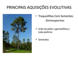 PRINCIPAIS AQUISIÇÕES EVOLUTIVAS 
• Traqueófitas Com Sementes: 
Gimnospermas 
 Grão de pólen ( gametófito) e 
tubo polínico 
 Sementes 
 