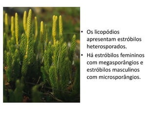 • Os licopódios 
apresentam estróbilos 
heterosporados. 
• Há estróbilos femininos 
com megasporângios e 
estróbilos masculinos 
com microsporângios. 
 