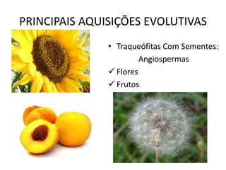 PRINCIPAIS AQUISIÇÕES EVOLUTIVAS 
• Traqueófitas Com Sementes: 
Angiospermas 
 Flores 
 Frutos 
 
