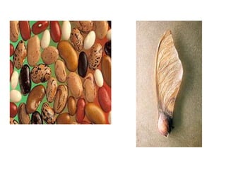 Evolução dos vegetais