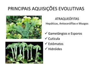 PRINCIPAIS AQUISIÇÕES EVOLUTIVAS 
ATRAQUEÓFITAS 
Hepáticas, Antocerófilas e Musgos 
 Gametângios e Esporos 
 Cutícula 
 Estômatos 
 Hidróides 
 