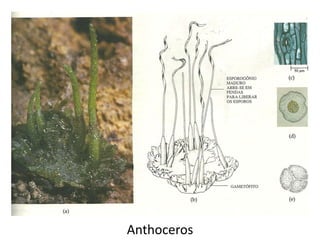 Anthoceros 
 