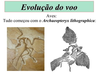 Tudo começou com o Archaeopteryx lithographica:
Aves:
Evolução do vooEvolução do voo
 
