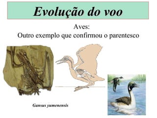 Outro exemplo que confirmou o parentesco
Aves:
Gansus yumenensis
Evolução do vooEvolução do voo
 