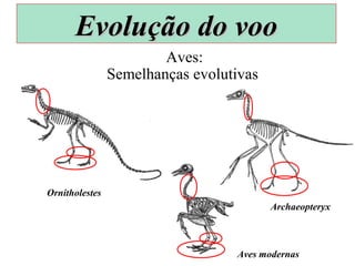 c
c
cc
Semelhanças evolutivas
Aves:
Aves modernas
Ornitholestes
Archaeopteryx
Evolução do vooEvolução do voo
 