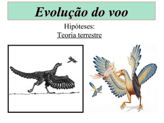 Hipóteses:
Teoria terrestre
Evolução do vooEvolução do voo
 