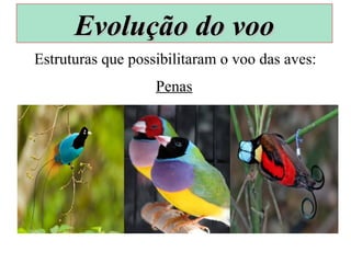 Estruturas que possibilitaram o voo das aves:
Penas
Evolução do vooEvolução do voo
 