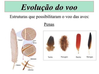 Estruturas que possibilitaram o voo das aves:
Penas
Evolução do vooEvolução do voo
 
