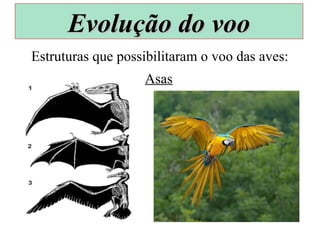 Estruturas que possibilitaram o voo das aves:
Asas
Evolução do vooEvolução do voo
 