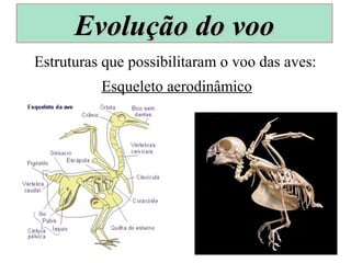 Estruturas que possibilitaram o voo das aves:
Esqueleto aerodinâmico
Evolução do vooEvolução do voo
 