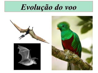 Evolução do vooEvolução do voo
 