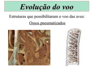 Estruturas que possibilitaram o voo das aves:
Ossos pneumatizados
Evolução do vooEvolução do voo
 