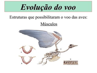 Estruturas que possibilitaram o voo das aves:
Músculos
Evolução do vooEvolução do voo
 