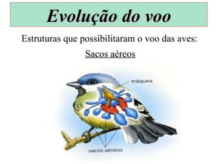 Estruturas que possibilitaram o voo das aves:
Sacos aéreos
Evolução do vooEvolução do voo
 