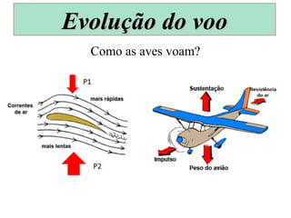 Como as aves voam?
Evolução do vooEvolução do voo
 