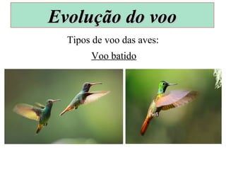 Tipos de voo das aves:
Voo batido
Evolução do vooEvolução do voo
 
