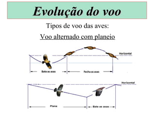 Tipos de voo das aves:
Voo alternado com planeio
Evolução do vooEvolução do voo
 