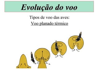 Tipos de voo das aves:
Voo planado térmico
Evolução do vooEvolução do voo
 