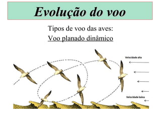 Tipos de voo das aves:
Voo planado dinâmico
Evolução do vooEvolução do voo
 