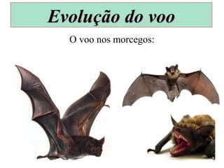 O voo nos morcegos:
Evolução do vooEvolução do voo
 