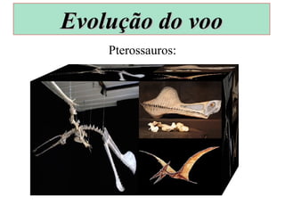 Pterossauros:
Evolução do vooEvolução do voo
 