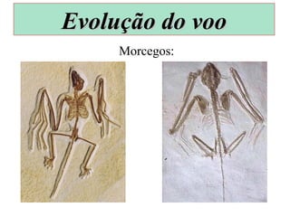 Morcegos:
Evolução do vooEvolução do voo
 