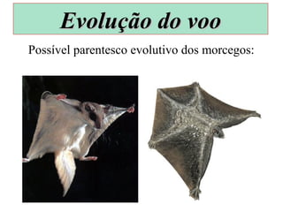 Possível parentesco evolutivo dos morcegos:
Evolução do vooEvolução do voo
 