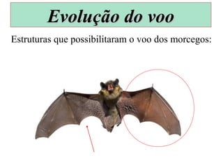 Estruturas que possibilitaram o voo dos morcegos:
Evolução do vooEvolução do voo
 