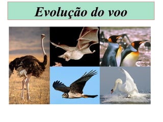 Evolução do vooEvolução do voo
 