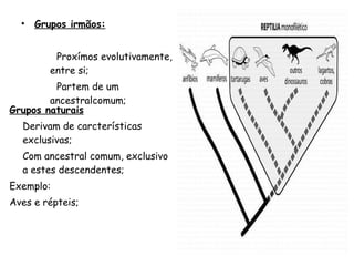 Grupos irmãos: Proxímos evolutivamente, entre si; Partem de um ancestralcomum; Grupos naturais Derivam de carcterísticas exclusivas; Com ancestral comum, exclusivo a estes descendentes;  Exemplo:  Aves e répteis; 