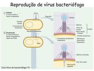 Reprodução de vírus bacteriófago Ciclo lítico do bacteriófago T4 . . . 
